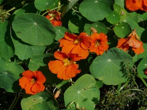 nasturtium-61710_1280