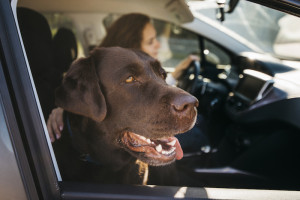 big-black-dog-car